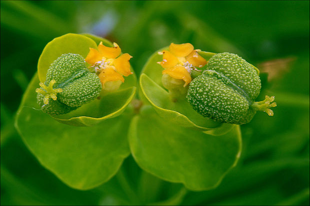 mliečnik chvojkový Tithymalus cyparissias (L.) Scop.