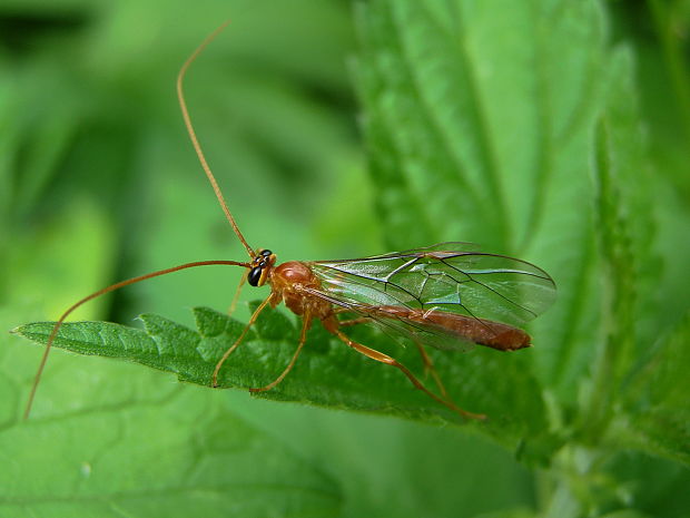 lumok rod Ophion čelaď Ichneumonidae