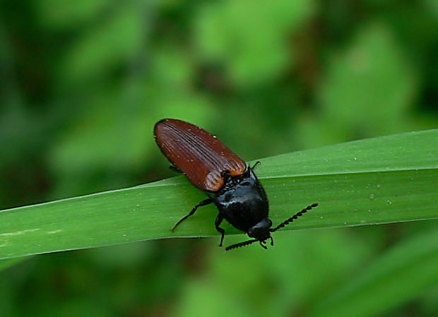 kováčik Ampedus pomonae, c.f. Stephens, 1830