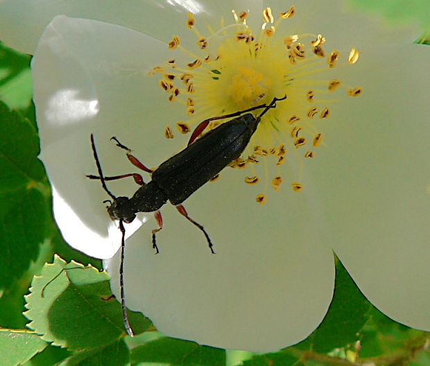 fuzáč - tesařík rudonohý Anoplodera rufipes Schaller, 1783