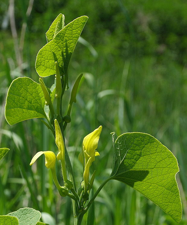 vlkovec obyčajný Aristolochia clematitis L.