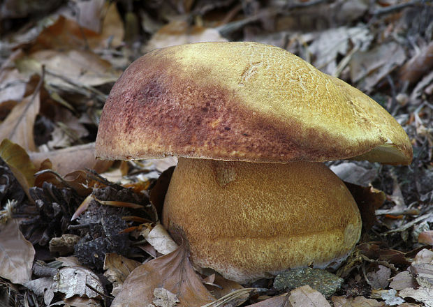 hríb sosnový Boletus pinophilus Pil. et Dermek in Pil.