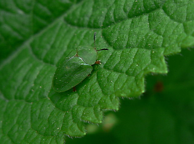 štítnatec zelený - štítonoš zelený Cassida viridis L., 1758