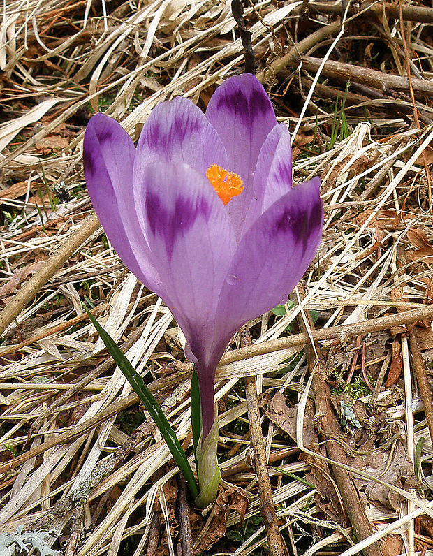 šafran karpatský Crocus heuffelianus Herb.