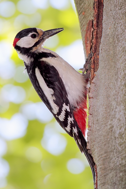 ďateľ veľky Dendrocopos major