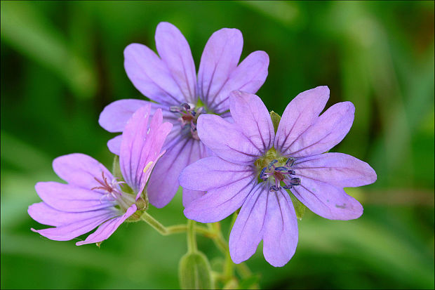 pakost pyrenejský Geranium pyrenaicum