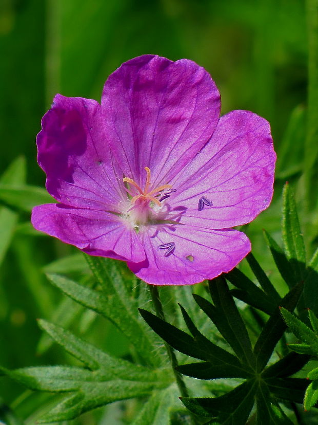 pakost krvavý Geranium sanguineum L.