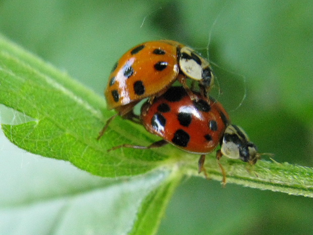 lienka Harmonia axyridis