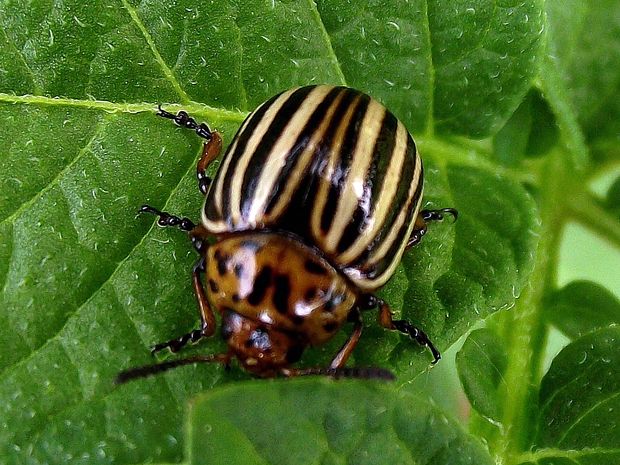 pásavka zemiaková Leptinotarsa decemlineata