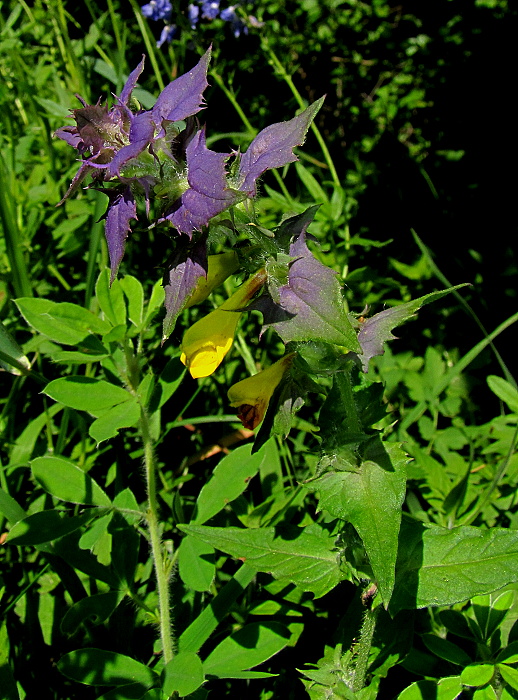 čermeľ hájny Melampyrum nemorosum L.