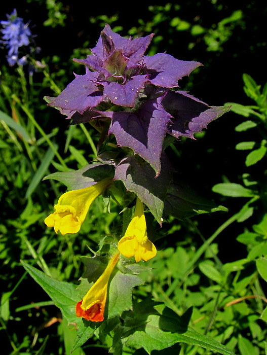 čermeľ hájny Melampyrum nemorosum L.