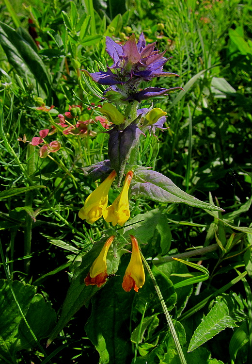 čermeľ hájny Melampyrum nemorosum L.