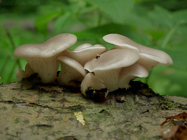 hliva buková Pleurotus pulmonarius (Fr.) Quél.