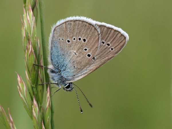 modráčik lesný Polyommatus semiargus