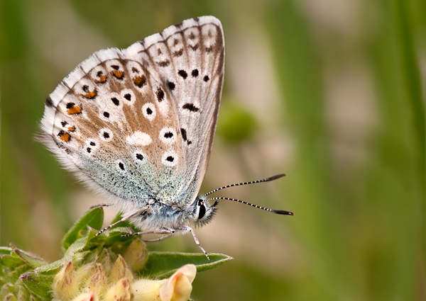 modráčik slovenský Polyommatus slovacus