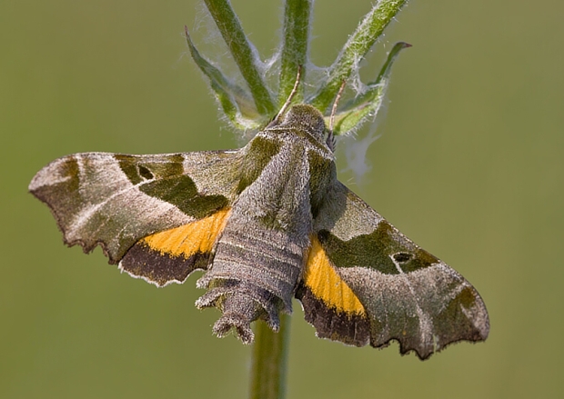 lišaj pupalkový Proserpinus proserpina