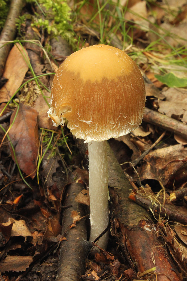 drobuľka Psathyrella sp.