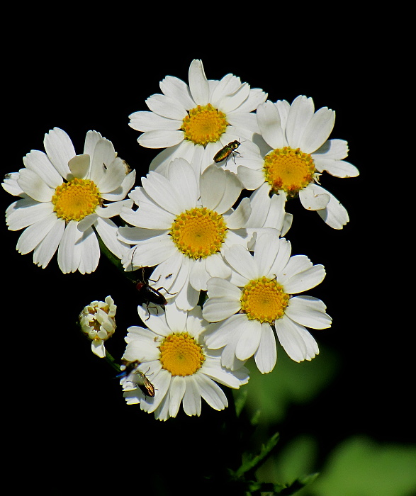 rimbaba chocholíkatá Pyrethrum corymbosum (L.) Scop.