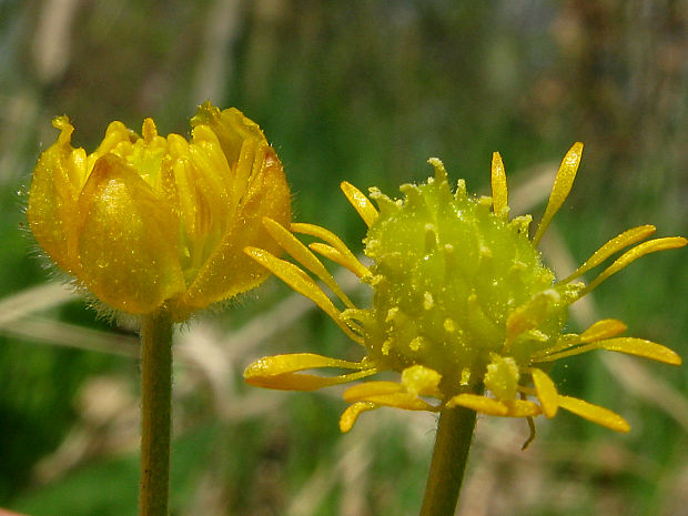 iskerník klamný Ranunculus fallax (Wimm. et Grab.) Sloboda