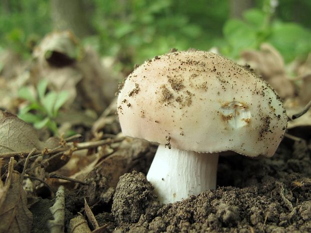 plávka Russula sp.