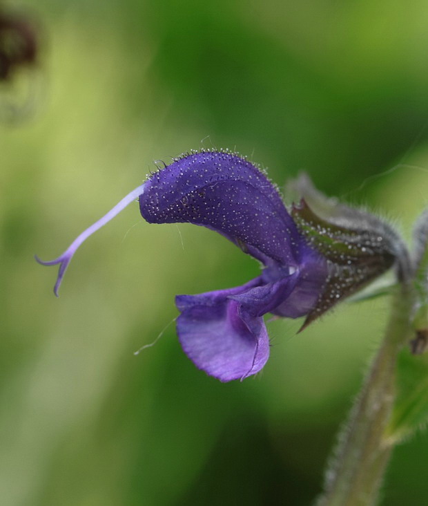 šalvia lúčna Salvia pratensis L.