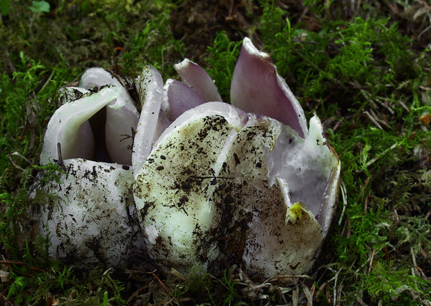 tulipánovka fialová Sarcosphaera coronaria (Jacq.) J. Schröt.