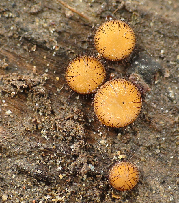 štítovnička Scutellinia sp.