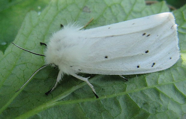 spriadač žihľavový Spilosoma urticae