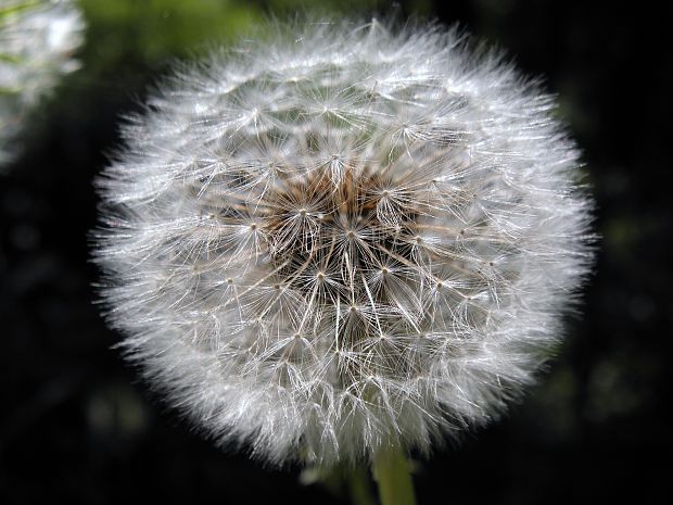 púpava Taraxacum sect. Erythrosperma