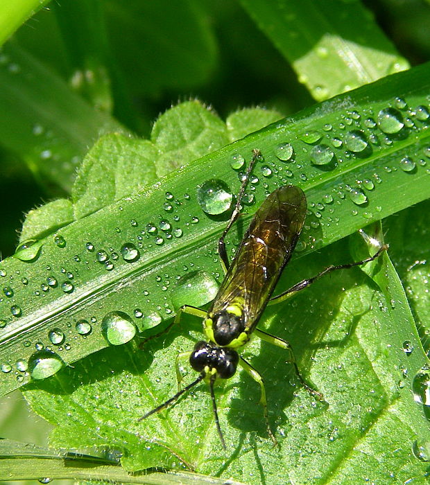 piliarka Tenthredo mesomela.