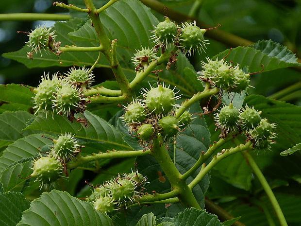 pagaštan konský Aesculus hippocastanum L.