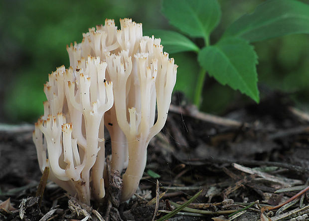 korunovec svietnikovitý Artomyces pyxidatus (Pers.) Jülich