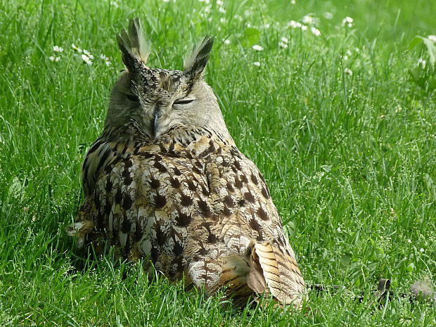 výr sibírsky Bubo bubo