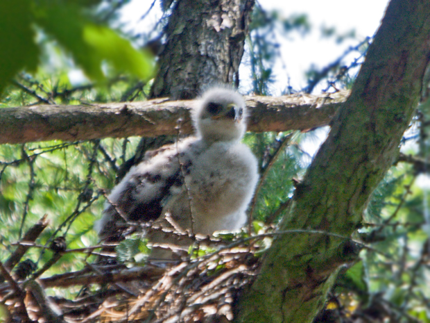 myšiak hôrny  Buteo Buteo