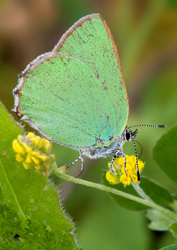 ostrôžkar černicový Callophrys rubi