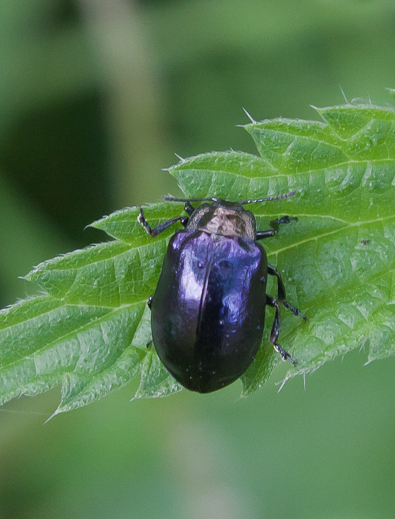 Chrysomela cuprea