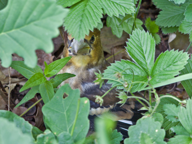 glezg hrubozobý  Coccothraustes coccothraustes