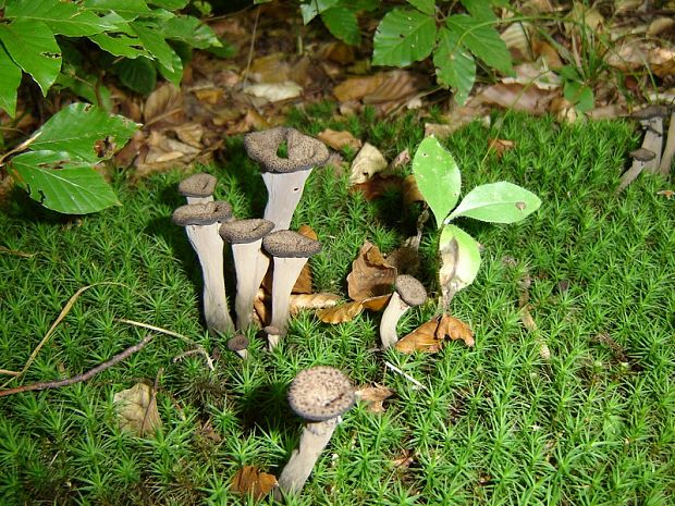 lievik trúbkovitý Craterellus cornucopioides (L.) Pers.