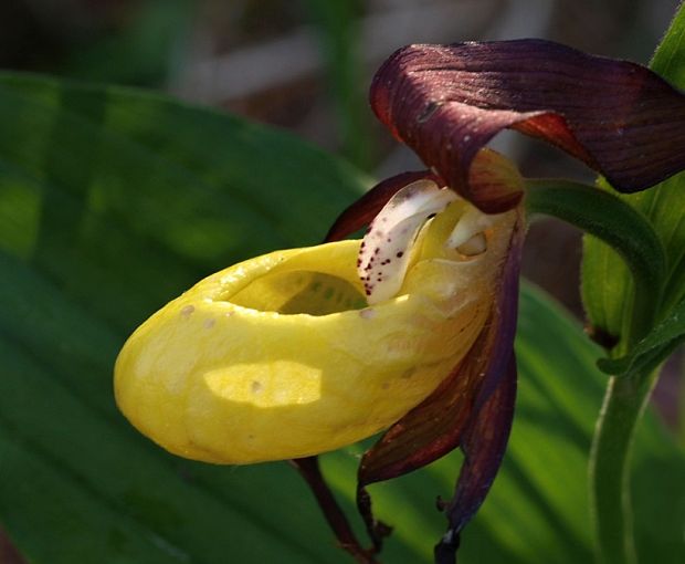 črievičník papučkový Cypripedium calceolus L.