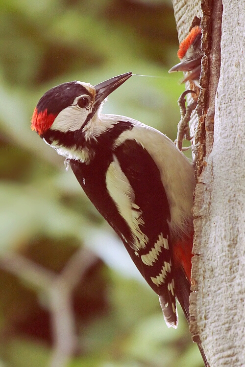 ďateľ veľky Dendrocopos major