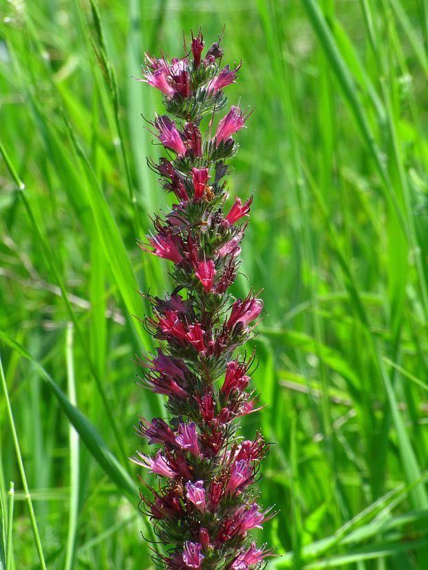 hadinec červený Echium russicum J. F. Gmel.