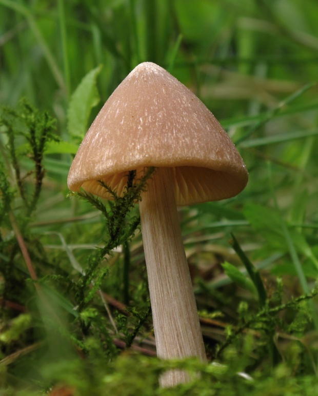 hodvábnica Entoloma sp.