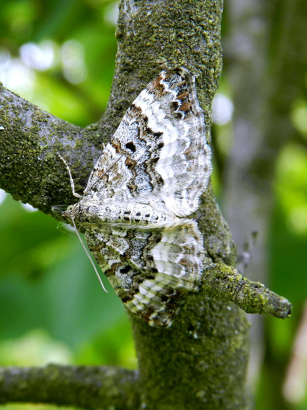 piadivka obyčajná  Epirrhoe alternata