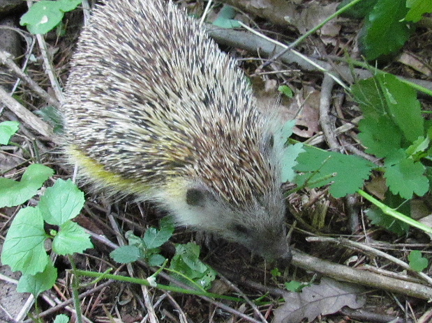 jež bledý Erinaceus concolor