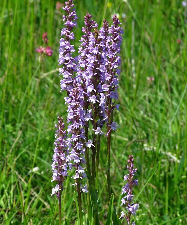 päťprstnica obyčajná-pětiprstka žežulník Gymnadenia conopsea (L.) R. Br.