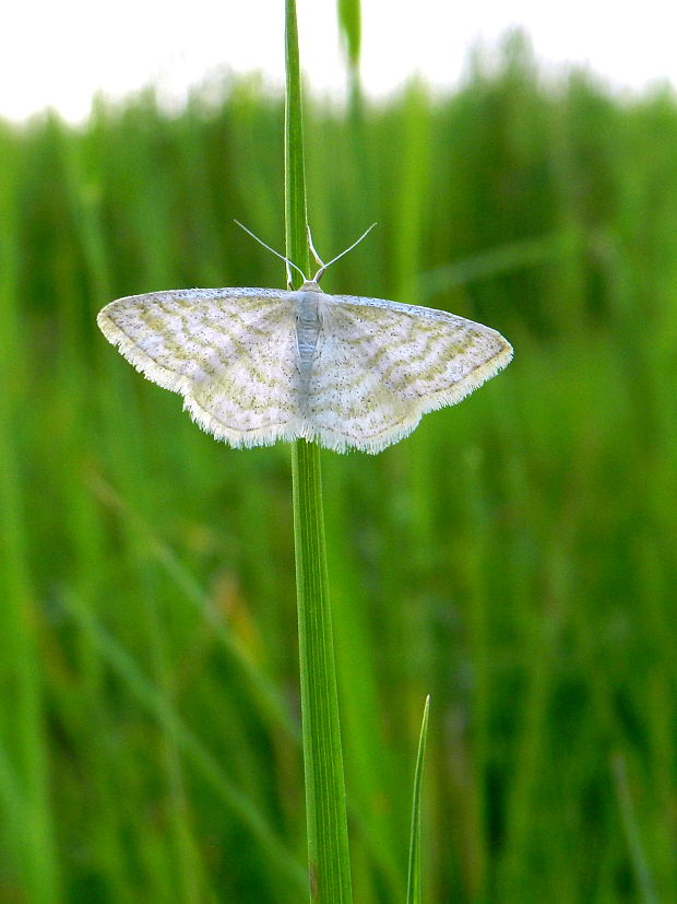 piadica bledožltá Idaea pallidata