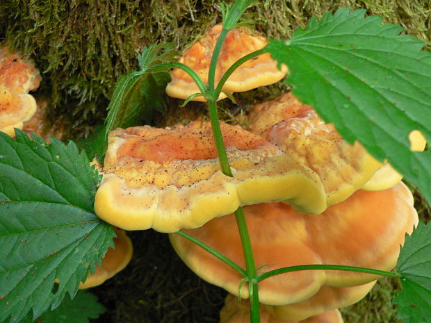 sírovec obyčajný Laetiporus sulphureus (Bull.) Murrill