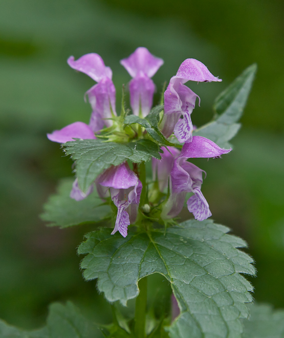 hluchavka škvrnitá Lamium maculatum L.