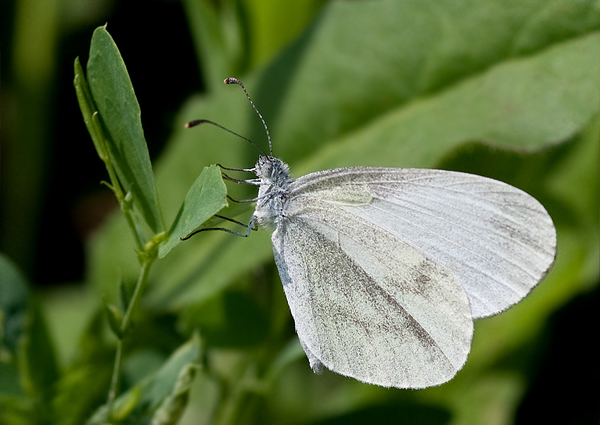 mlynárik Leptidea sinapis/juvernica