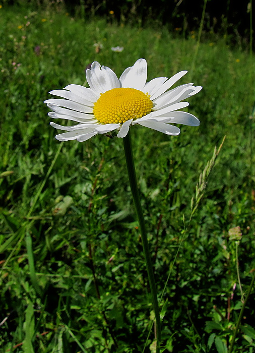 margaréta biela Leucanthemum vulgare Lam.